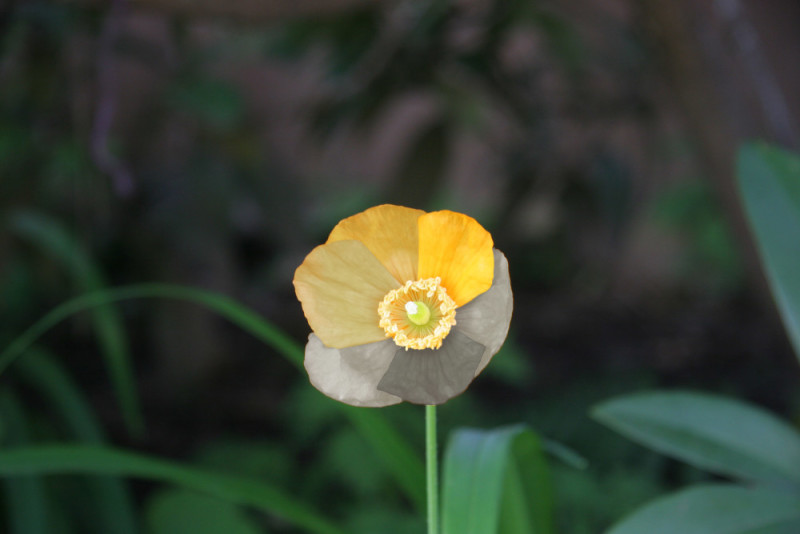 Drug, Rape and Hypnotherapy